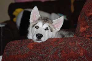 Hudsons Malamutes - Gumbo and Beignet