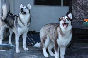 Hudsons Malamutes - Gumbo and Beignet