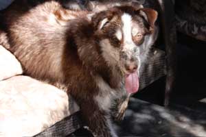 Hudsons Malamutes - Gumbo and Beignet