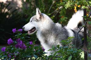 Hudsons Malamutes - Gumbo and Beignet