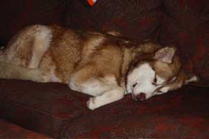 Hudsons Malamutes - Gumbo and Beignet and Mia