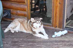 Hudsons Malamutes - Gumbo and Beignet and Mia