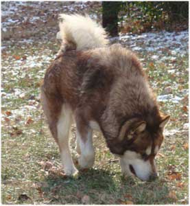 Hudsons Malamutes - Gunner