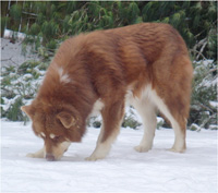 Hudsons Malamutes - Hershey