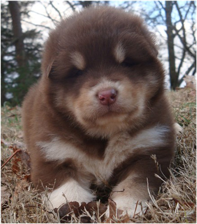 Hudsons Malamutes - Hershey