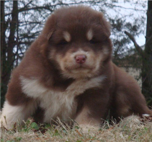 Hudsons Malamutes - Hershey