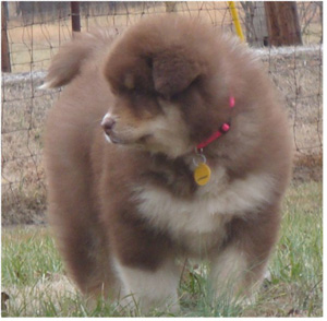 Hudsons Malamutes - Hershey