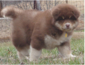 Hudsons Malamutes - Hershey