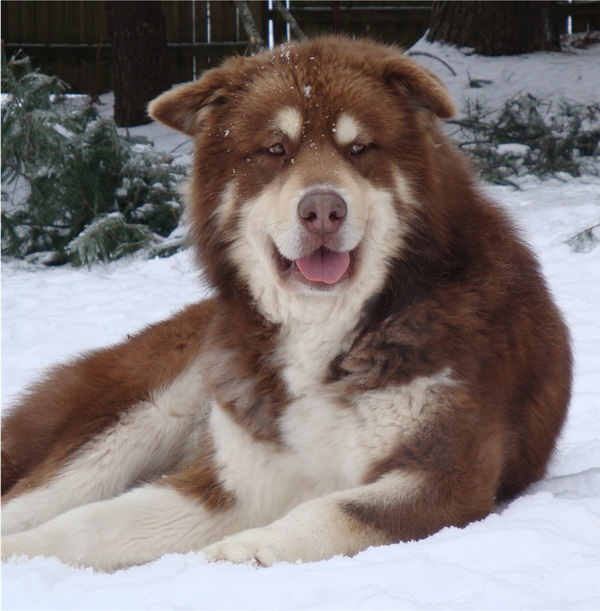 Hudsons Malamutes - Hershey