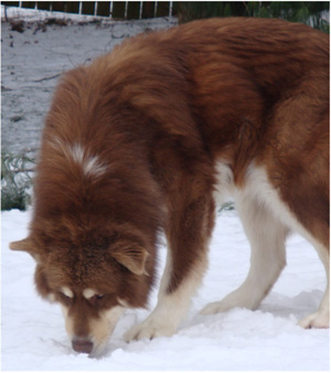 Hudsons Malamutes - Hershey