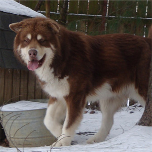 Hudsons Malamutes - Hershey