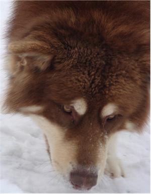 Hudsons Malamutes - Hershey