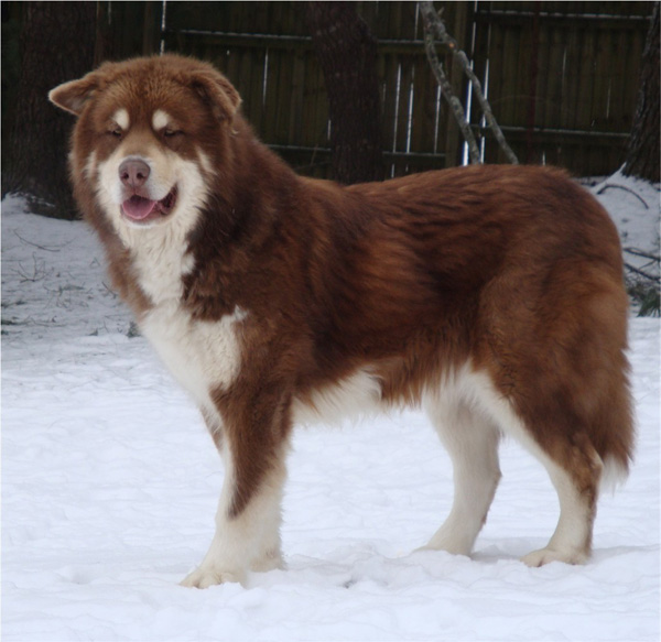 Hudsons Malamutes - Hershey