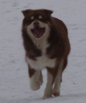 Hudsons Malamutes - Hershey