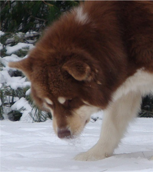 Hudsons Malamutes - Hershey