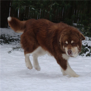 Hudsons Malamutes - Hershey