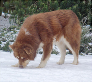 Hudsons Malamutes - Hershey