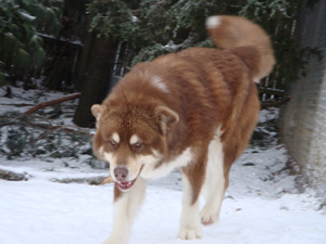 Hudsons Malamutes - Hershey