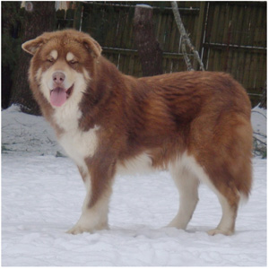 Hudsons Malamutes - Hershey