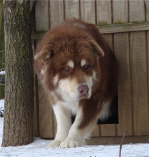 Hudsons Malamutes - Hershey