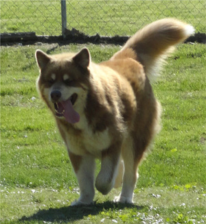 Hudsons Malamutes - Hershey