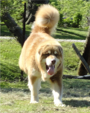 Hudsons Malamutes - Hershey