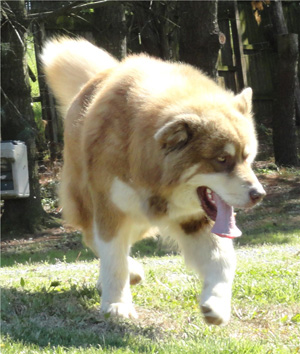 Hudsons Malamutes - Hershey