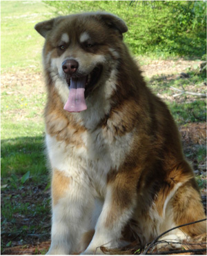 Hudsons Malamutes - Hershey