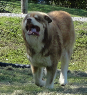 Hudsons Malamutes - Hershey