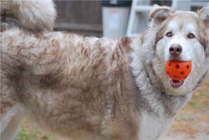 Hudsons Malamutes - Hunter