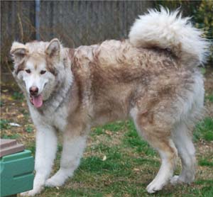 Hudsons Malamutes - Hunter