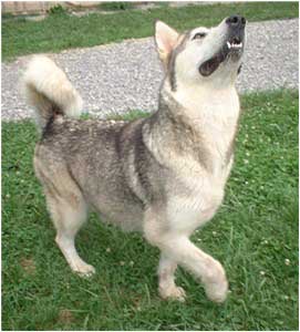 Hudsons Malamutes - Ishka