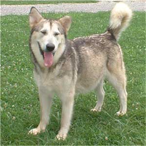 Hudsons Malamutes - Ishka