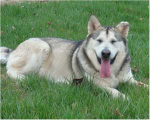 Hudsons Malamutes - Ishka