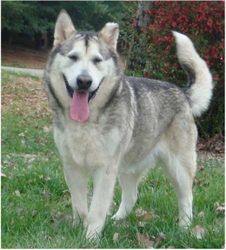 Hudsons Malamutes - Ishka