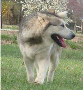 Hudsons Malamutes - Ishka