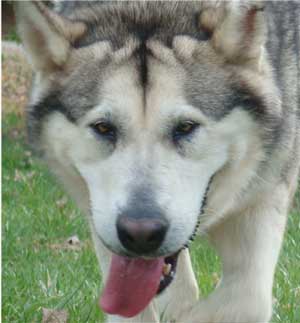 Hudsons Malamutes - Ishka