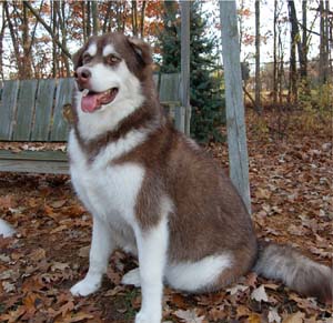 Hudsons Malamutes - Java   Oreo