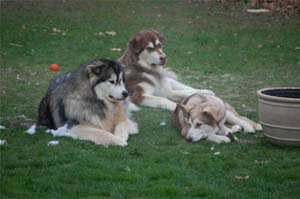 Hudsons Malamutes - Maui