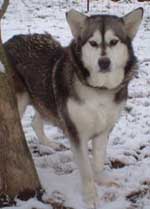 Hudsons Malamutes - Jewell