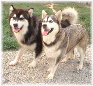 Hudsons Malamutes - Jewell