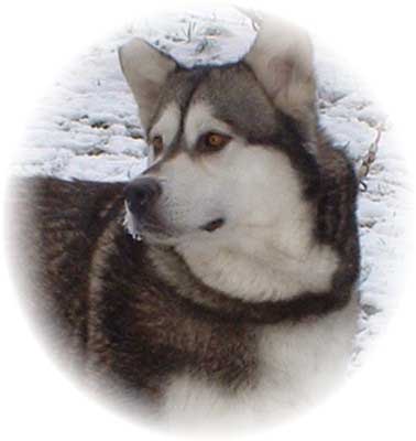 Hudsons Malamutes - Jewell