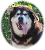 Hudsons Malamutes - Judo