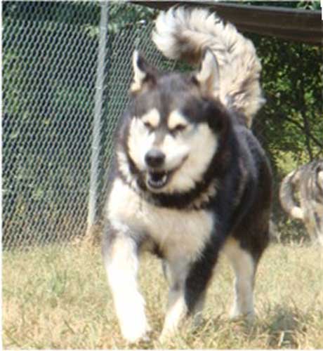 Hudsons Malamutes - Judo