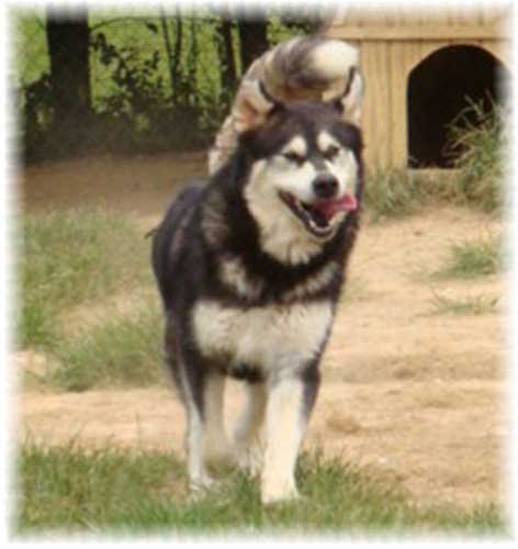 Hudsons Malamutes - Judo