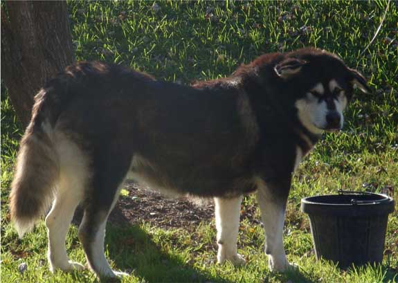 Hudsons Malamutes - Judo