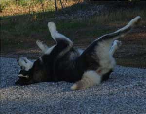 Hudsons Malamutes - Judo