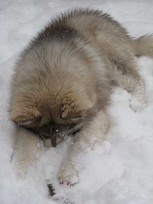 Hudsons Malamutes - Juneau