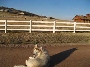 Hudsons Malamutes - Juneau