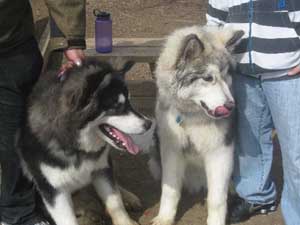 Hudsons Malamutes - Juneau